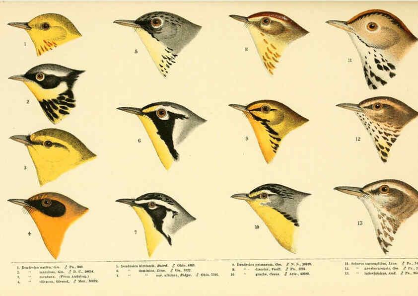 Reproducción/Reproduction 6286761996: A history of North American birds Boston :Little, Brown,1905