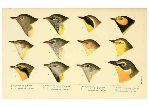 Reproducción/Reproduction 6286762172: A history of North American birds Boston :Little, Brown,1905