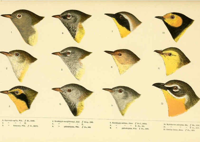 Reproducción/Reproduction 6286762172: A history of North American birds Boston :Little, Brown,1905