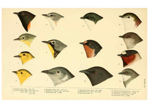 Reproducción/Reproduction 6286762404: A history of North American birds Boston :Little, Brown,1905