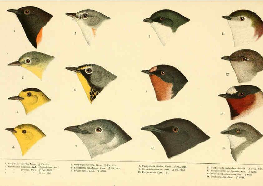 Reproducción/Reproduction 6286762404: A history of North American birds Boston :Little, Brown,1905
