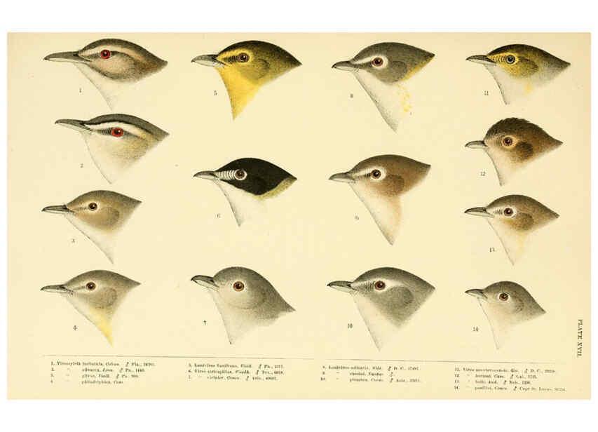Reproducción/Reproduction 6286762582: A history of North American birds Boston :Little, Brown,1905