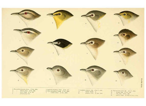 Reproducción/Reproduction 6286762582: A history of North American birds Boston :Little, Brown,1905