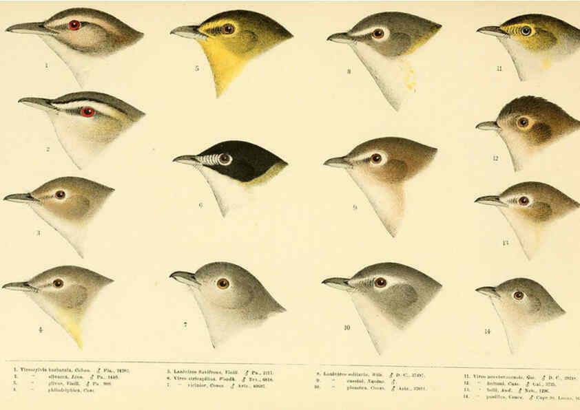 Reproducción/Reproduction 6286762582: A history of North American birds Boston :Little, Brown,1905