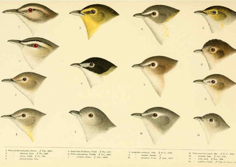 Reproducción/Reproduction 6286762582: A history of North American birds Boston :Little, Brown,1905