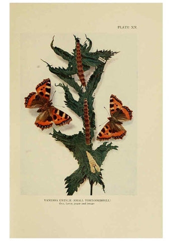 Reproducción/Reproduction 6288238887: Insect life London,A. & C. Black, ltd.,1921