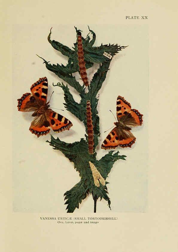 Reproducción/Reproduction 6288238887: Insect life London,A. & C. Black, ltd.,1921