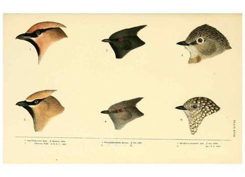 Reproducción/Reproduction 6286762838: A history of North American birds Boston :Little, Brown,1905