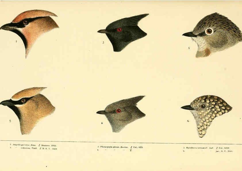 Reproducción/Reproduction 6286762838: A history of North American birds Boston :Little, Brown,1905