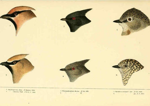 Reproducción/Reproduction 6286762838: A history of North American birds Boston :Little, Brown,1905