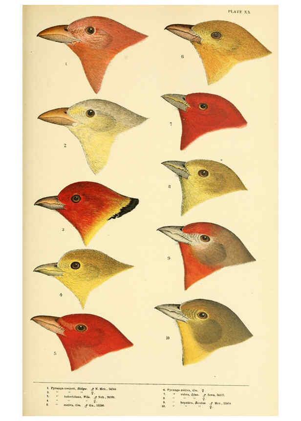 Reproducción/Reproduction 6286763196: A history of North American birds Boston :Little, Brown,1905