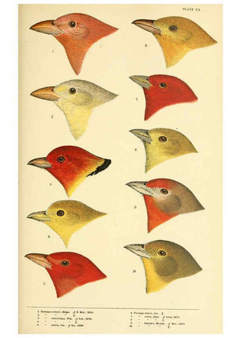 Reproducción/Reproduction 6286763196: A history of North American birds Boston :Little, Brown,1905