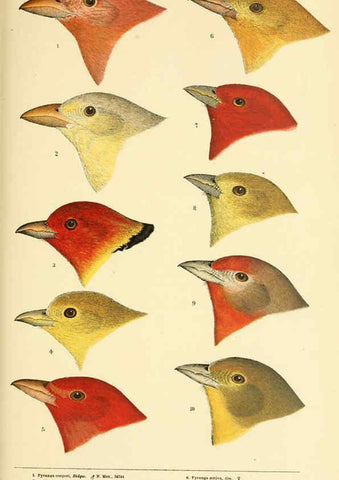 Reproducción/Reproduction 6286763196: A history of North American birds Boston :Little, Brown,1905