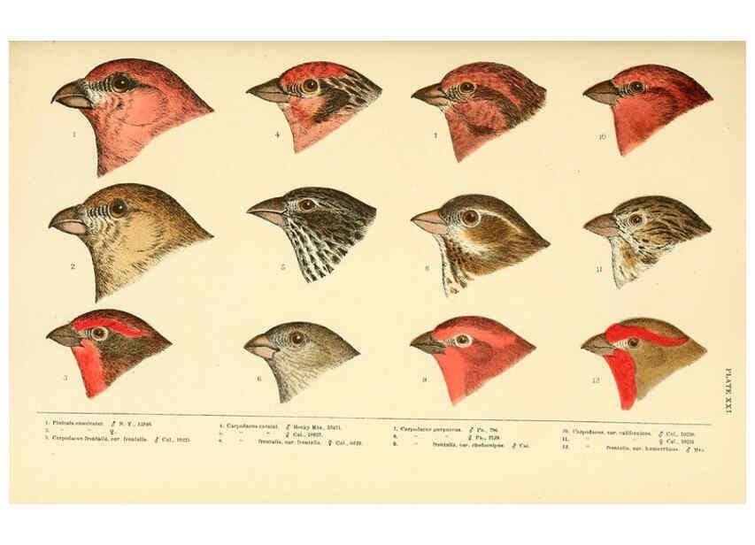 Reproducción/Reproduction 6286244153: A history of North American birds Boston :Little, Brown,1905