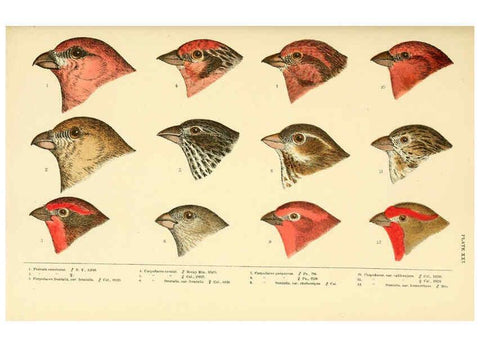 Reproducción/Reproduction 6286244153: A history of North American birds Boston :Little, Brown,1905