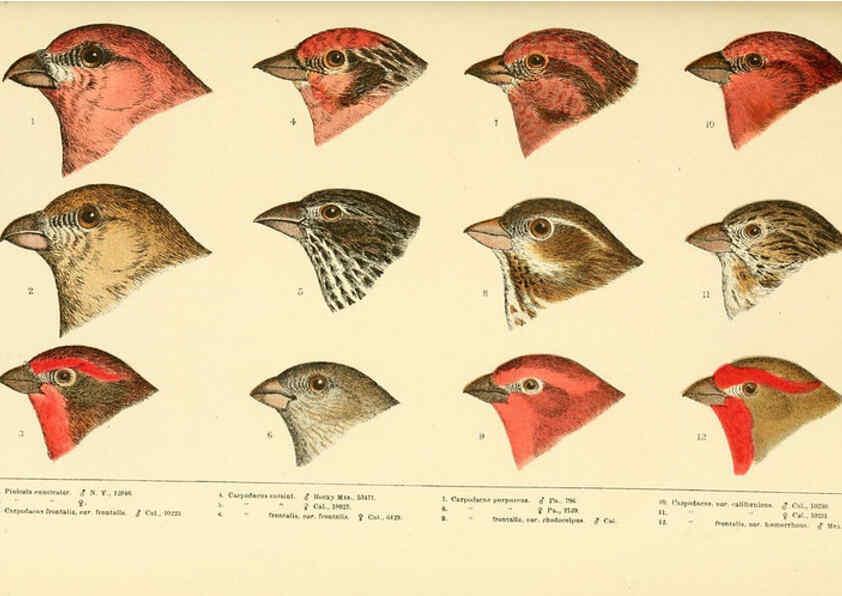 Reproducción/Reproduction 6286244153: A history of North American birds Boston :Little, Brown,1905