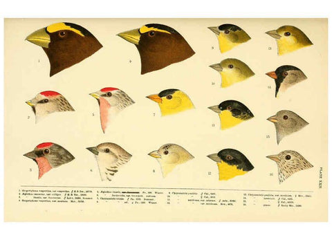 Reproducción/Reproduction 6286244371: A history of North American birds Boston :Little, Brown,1905