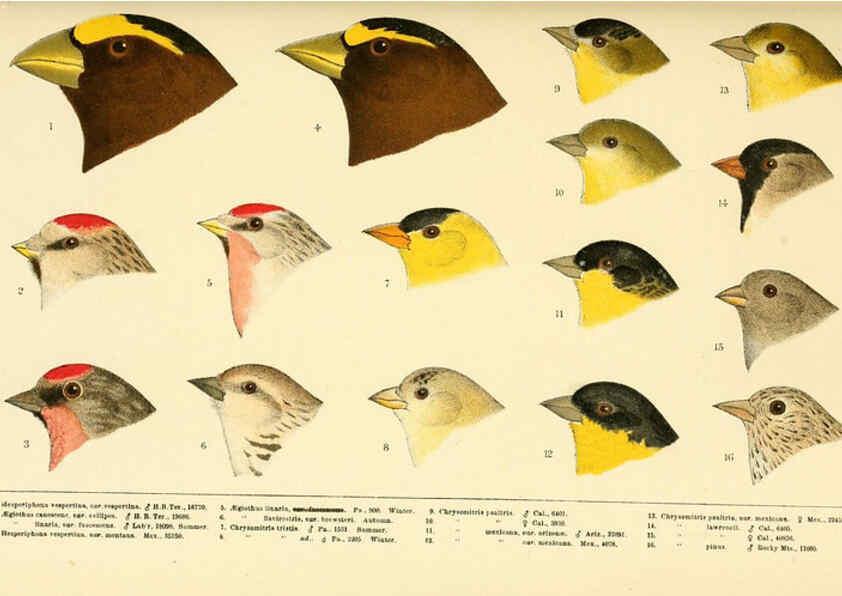Reproducción/Reproduction 6286244371: A history of North American birds Boston :Little, Brown,1905