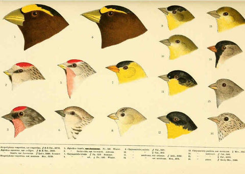 Reproducción/Reproduction 6286244371: A history of North American birds Boston :Little, Brown,1905
