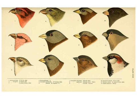 Reproducción/Reproduction 6286763774: A history of North American birds Boston :Little, Brown,1905