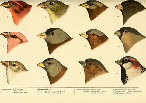 Reproducción/Reproduction 6286763774: A history of North American birds Boston :Little, Brown,1905