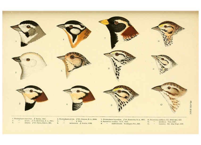 Reproducción/Reproduction 6286763946: A history of North American birds Boston :Little, Brown,1905