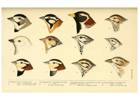 Reproducción/Reproduction 6286763946: A history of North American birds Boston :Little, Brown,1905