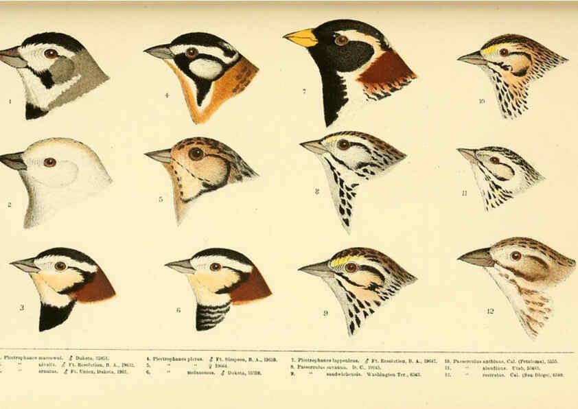 Reproducción/Reproduction 6286763946: A history of North American birds Boston :Little, Brown,1905