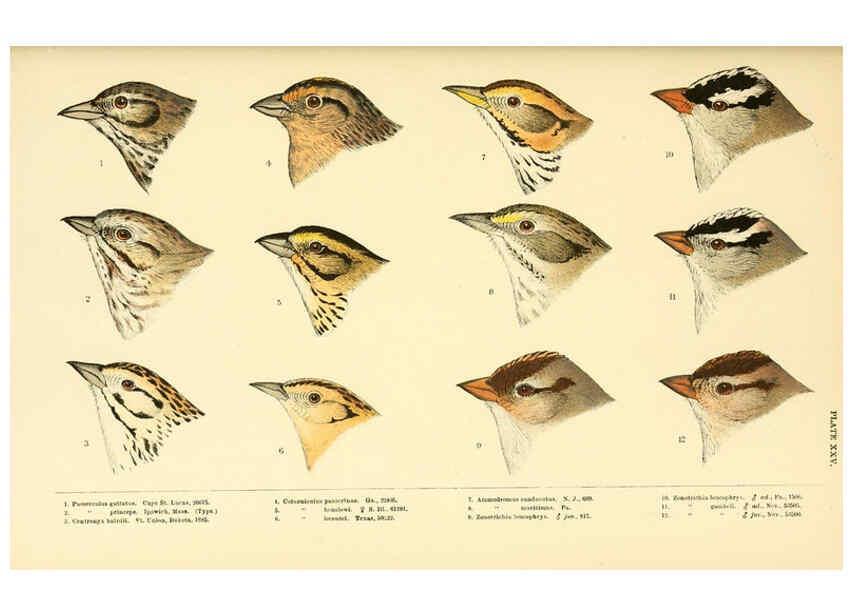 Reproducción/Reproduction 6286764114: A history of North American birds Boston :Little, Brown,1905