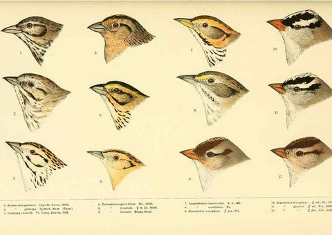 Reproducción/Reproduction 6286764114: A history of North American birds Boston :Little, Brown,1905