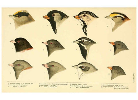Reproducción/Reproduction 6286245113: A history of North American birds Boston :Little, Brown,1905