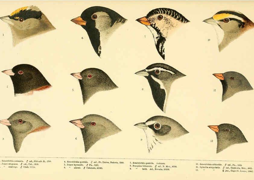 Reproducción/Reproduction 6286245113: A history of North American birds Boston :Little, Brown,1905