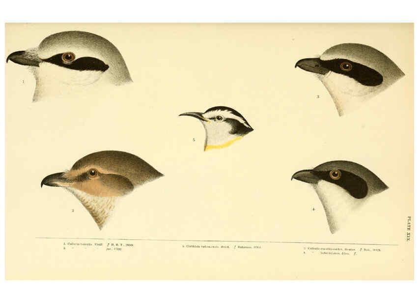 Reproducción/Reproduction 6286763014: A history of North American birds Boston :Little, Brown,1905