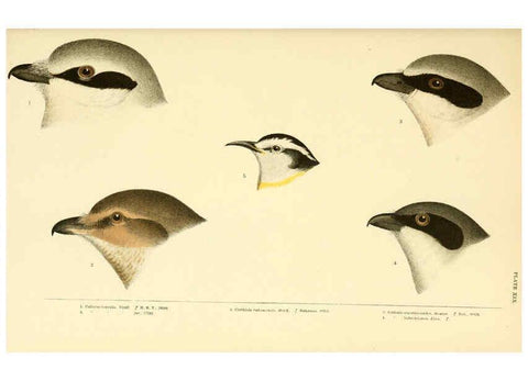 Reproducción/Reproduction 6286763014: A history of North American birds Boston :Little, Brown,1905