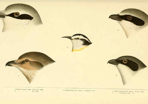 Reproducción/Reproduction 6286763014: A history of North American birds Boston :Little, Brown,1905