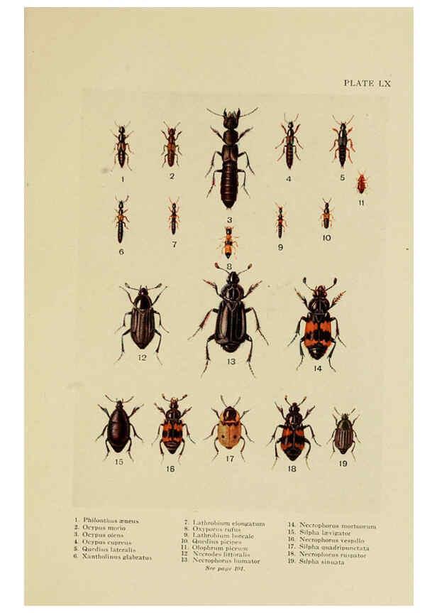 Reproducción/Reproduction 6288765128: Insect life London,A. & C. Black, ltd.,1921