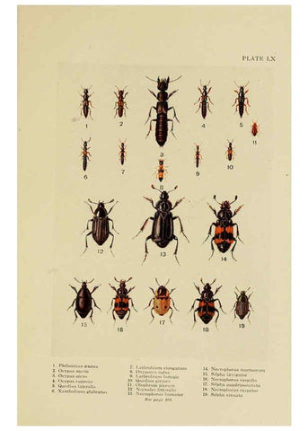 Reproducción/Reproduction 6288765128: Insect life London,A. & C. Black, ltd.,1921