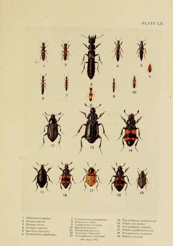 Reproducción/Reproduction 6288765128: Insect life London,A. & C. Black, ltd.,1921