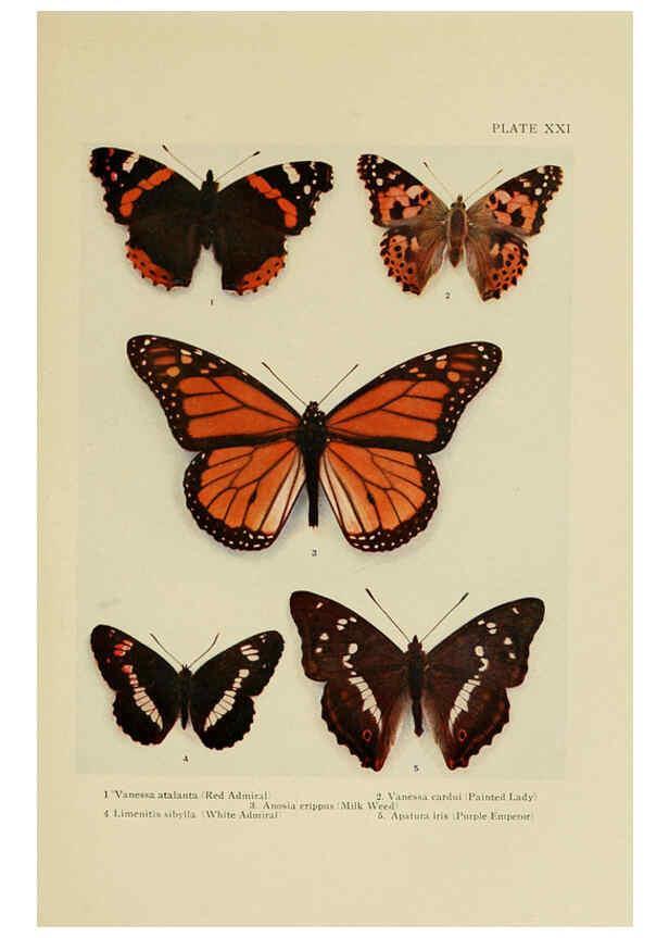 Reproducción/Reproduction 6288758504: Insect life London,A. & C. Black, ltd.,1921