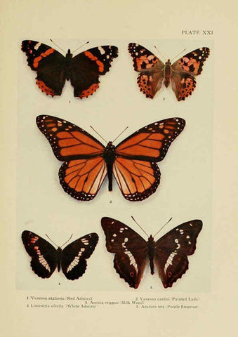 Reproducción/Reproduction 6288758504: Insect life London,A. & C. Black, ltd.,1921
