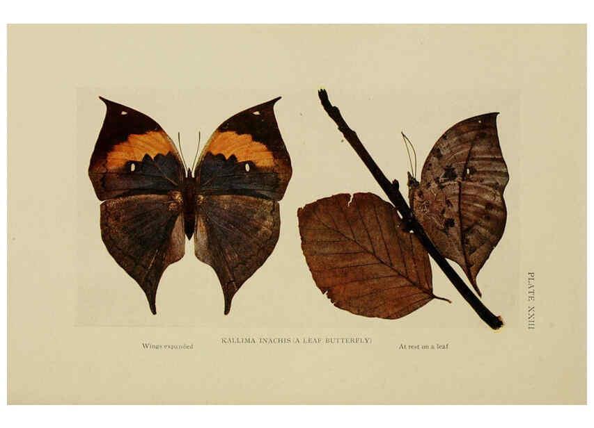 Reproducción/Reproduction 6288758886: Insect life London,A. & C. Black, ltd.,1921