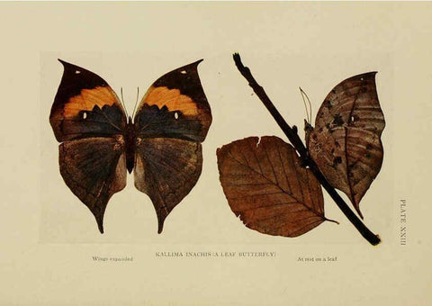 Reproducción/Reproduction 6288758886: Insect life London,A. & C. Black, ltd.,1921