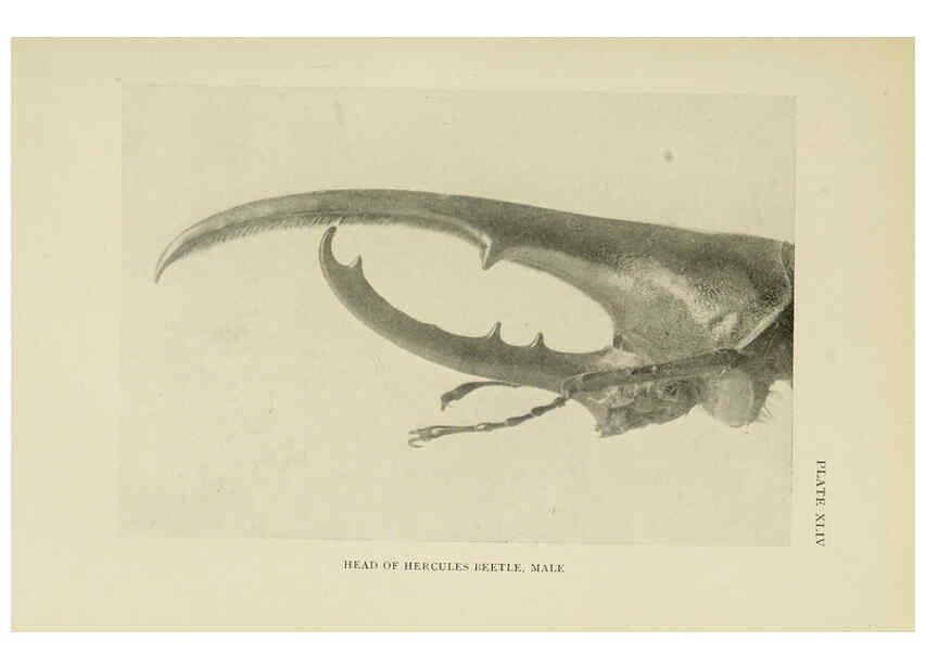 Reproducción/Reproduction 6288762238: Insect life London,A. & C. Black, ltd.,1921