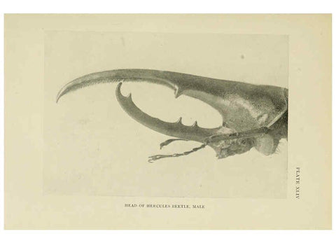 Reproducción/Reproduction 6288762238: Insect life London,A. & C. Black, ltd.,1921