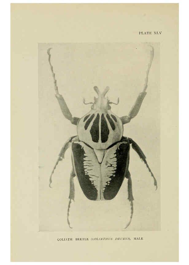 Reproducción/Reproduction 6288762366: Insect life London,A. & C. Black, ltd.,1921