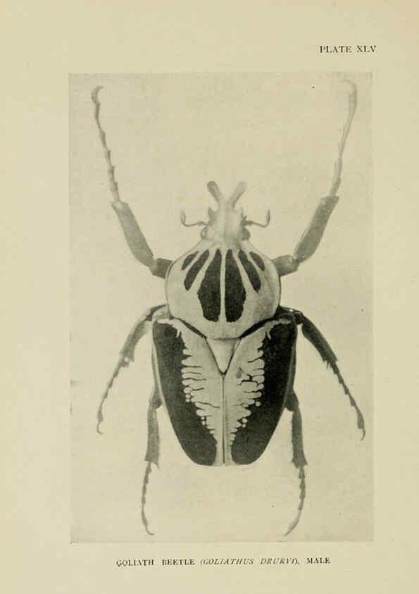 Reproducción/Reproduction 6288762366: Insect life London,A. & C. Black, ltd.,1921