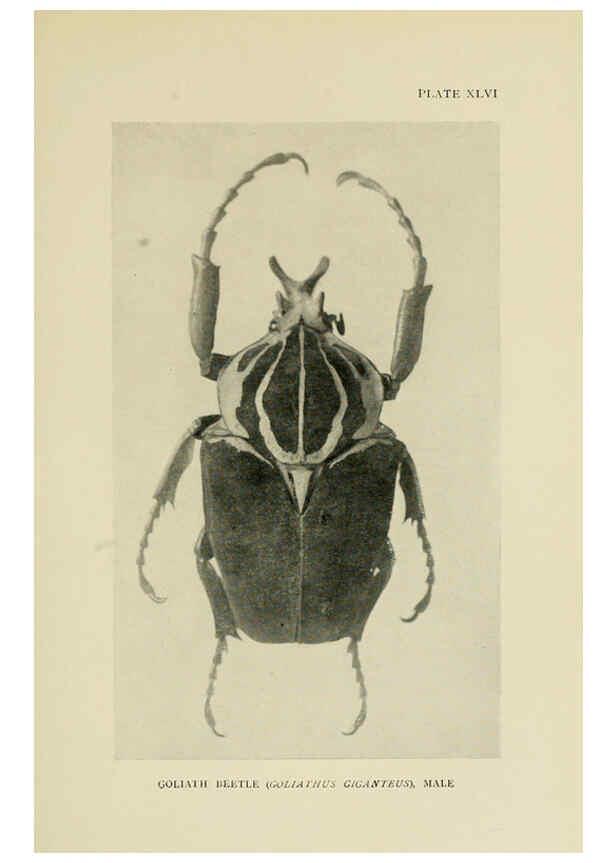 Reproducción/Reproduction 6288243047: Insect life London,A. & C. Black, ltd.,1921