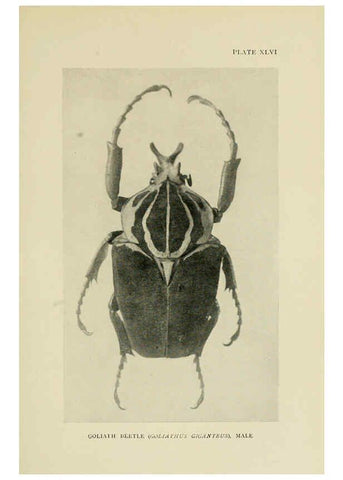 Reproducción/Reproduction 6288243047: Insect life London,A. & C. Black, ltd.,1921