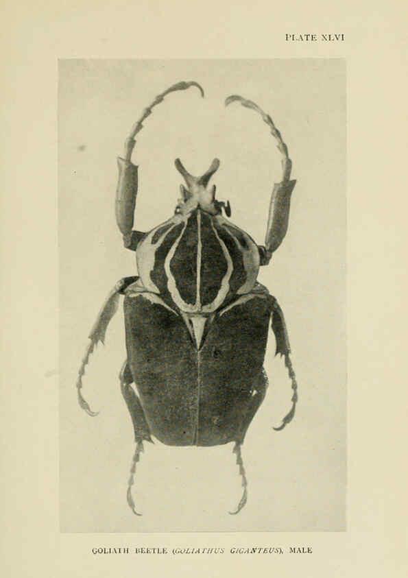 Reproducción/Reproduction 6288243047: Insect life London,A. & C. Black, ltd.,1921