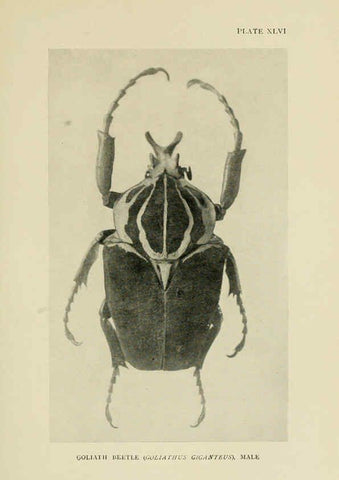 Reproducción/Reproduction 6288243047: Insect life London,A. & C. Black, ltd.,1921